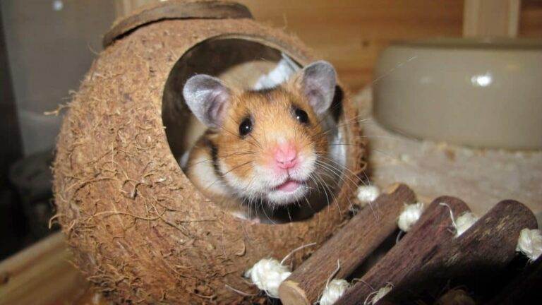 How To Calm Down A Stressed Hamster - Blog Of Tom - How To Manage Anxious Hamster