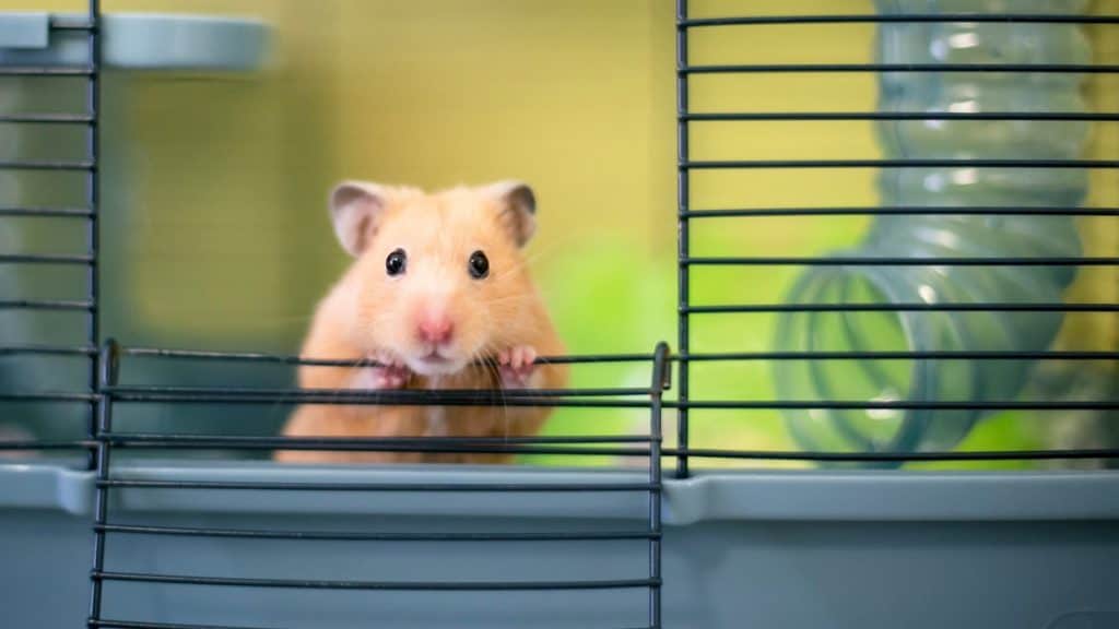 Hamster Looking Out Of Cage