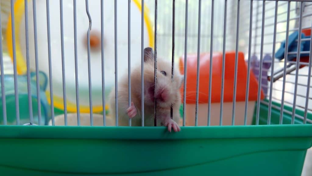 Hamster Chewing On Cage Bars