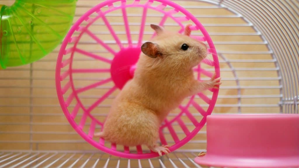 Hamster Wheel