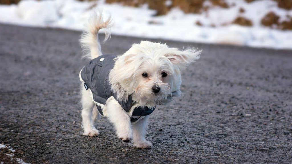 Luxury Dog Coats