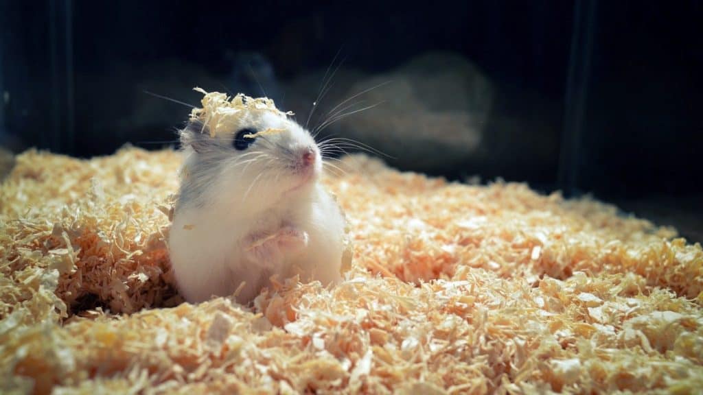 Small Cute Hamster