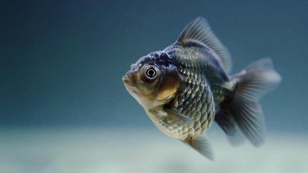 Black Fish