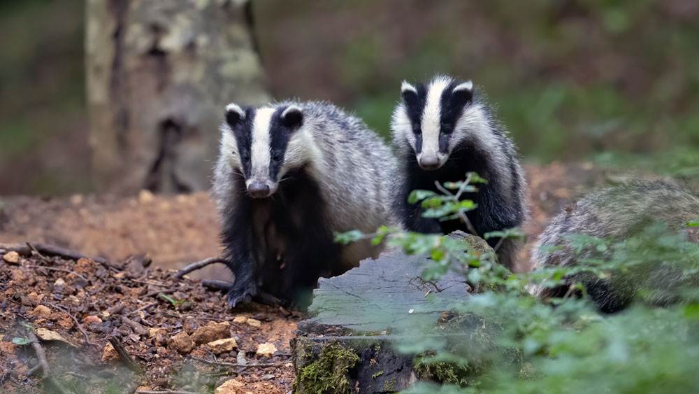 Badgers In The Woods