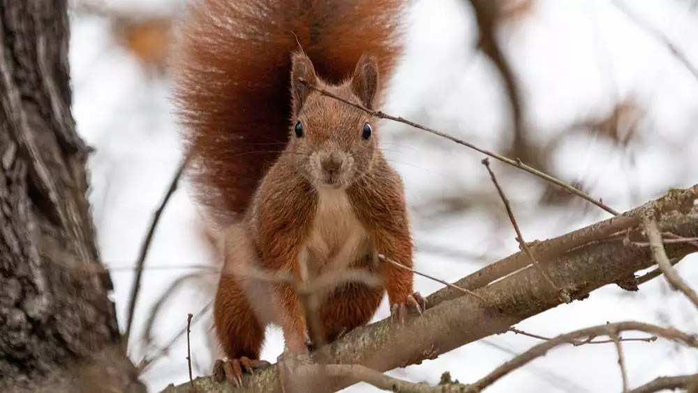 Cute Red Squirrel