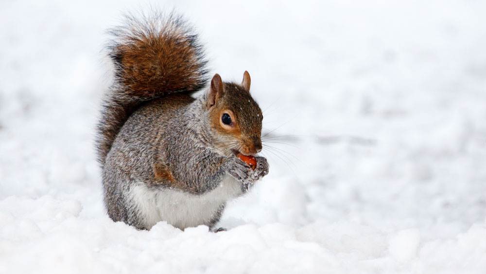 Cute Squirrel In Snow