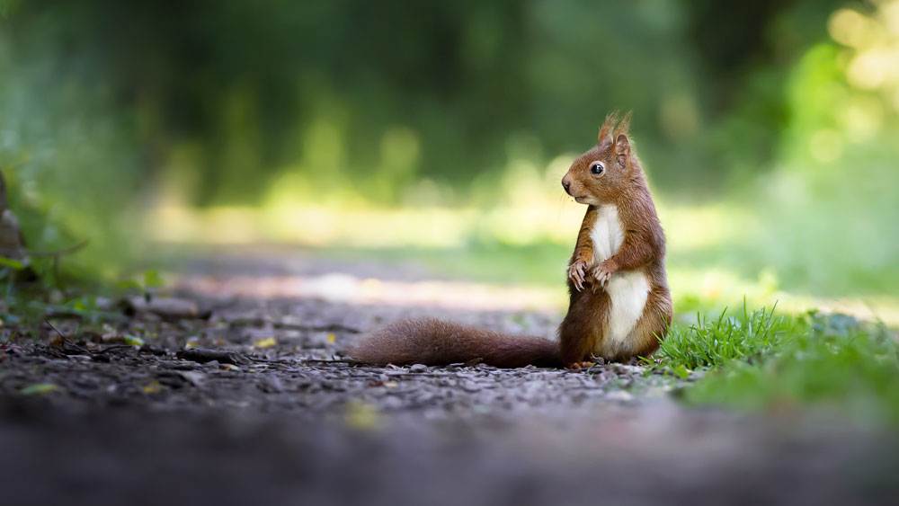 Cute Squirrel In The Woods