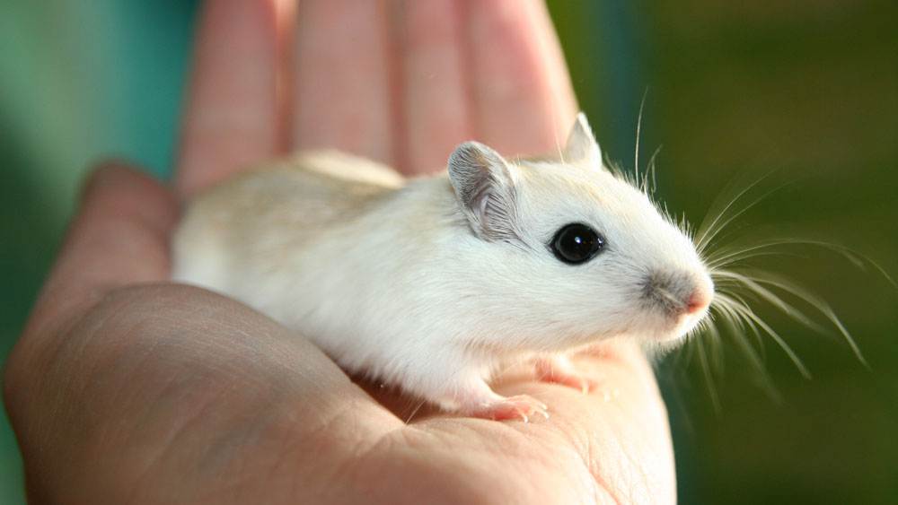 Gerbil