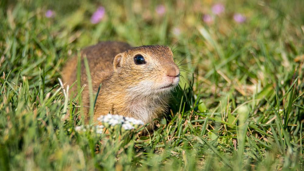 Gopher