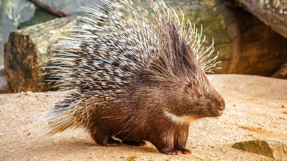 Porcupine