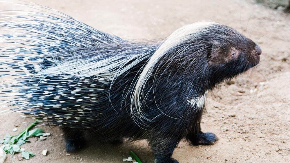 145 Porcupine Names (Cute & Good Male And Female Ideas)