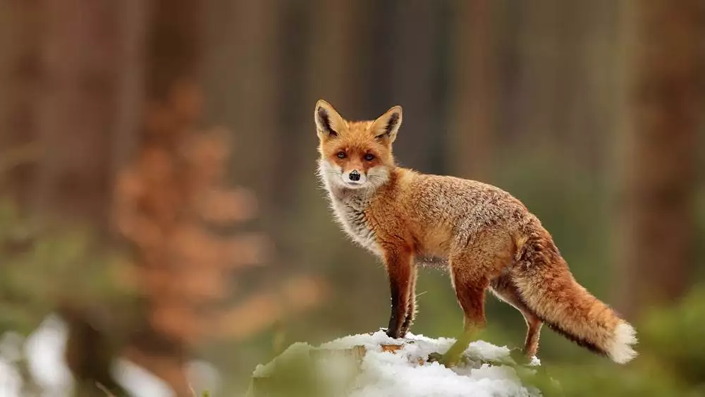 Cute Red Fox