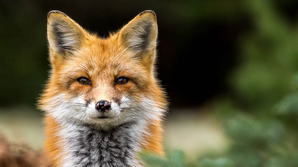 Handsome Red Fox
