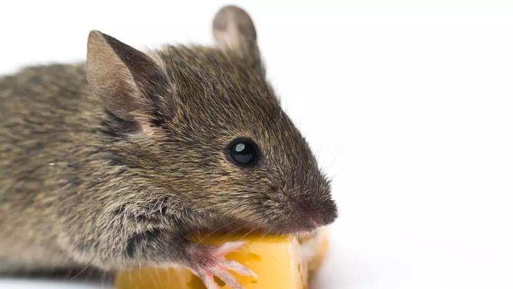 Mouse Hugging Cheese