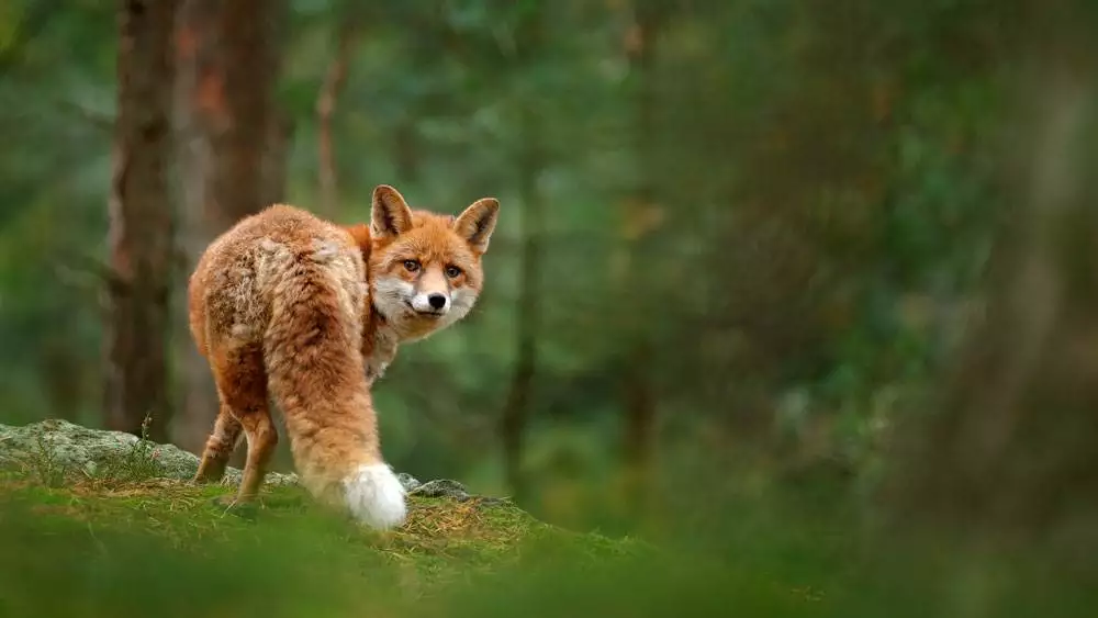 Red Fox In The Woods