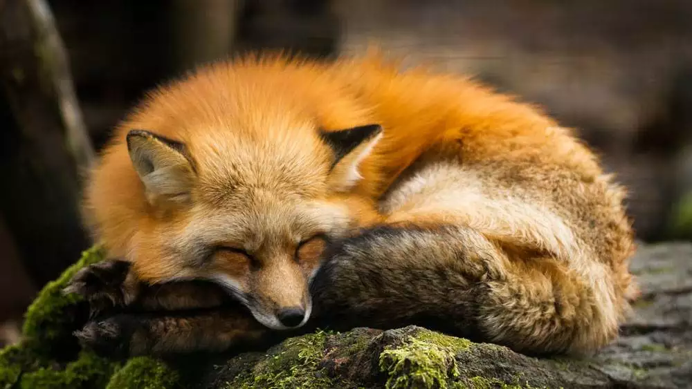 Cute Red Fox Asleep