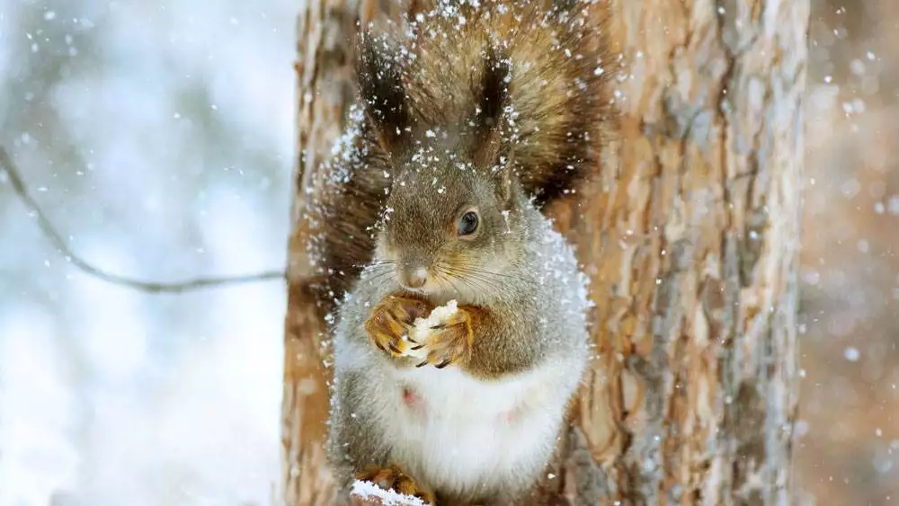 Squirrel In The Snow
