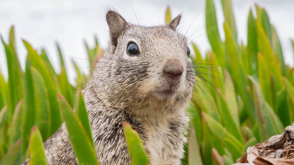 Super Cute Squirrel Portrait