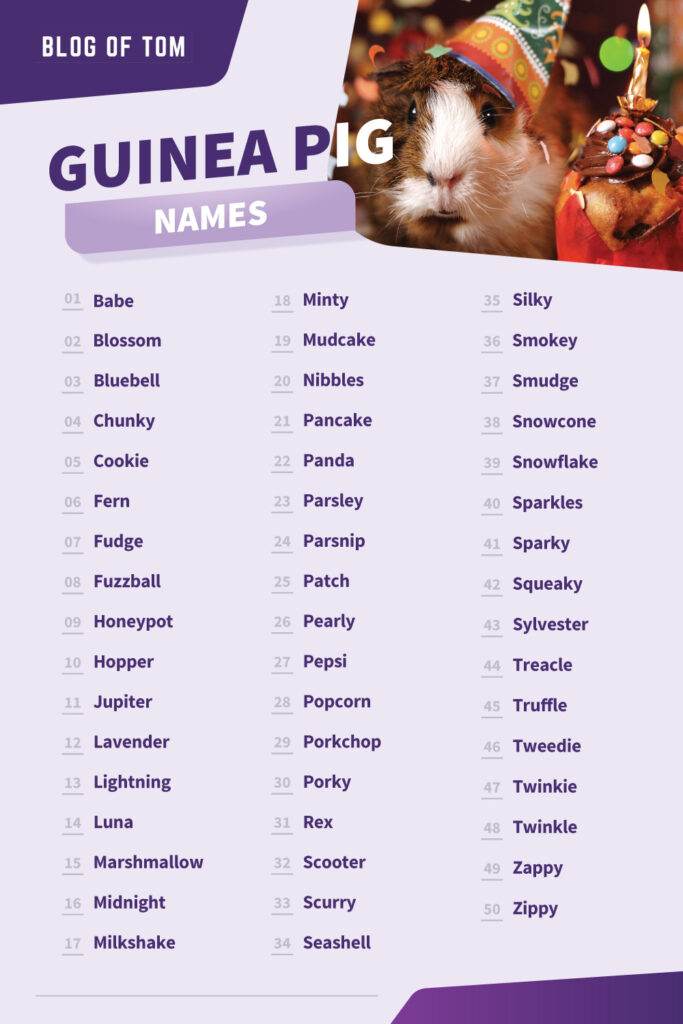 Guinea Pig Names Infographic