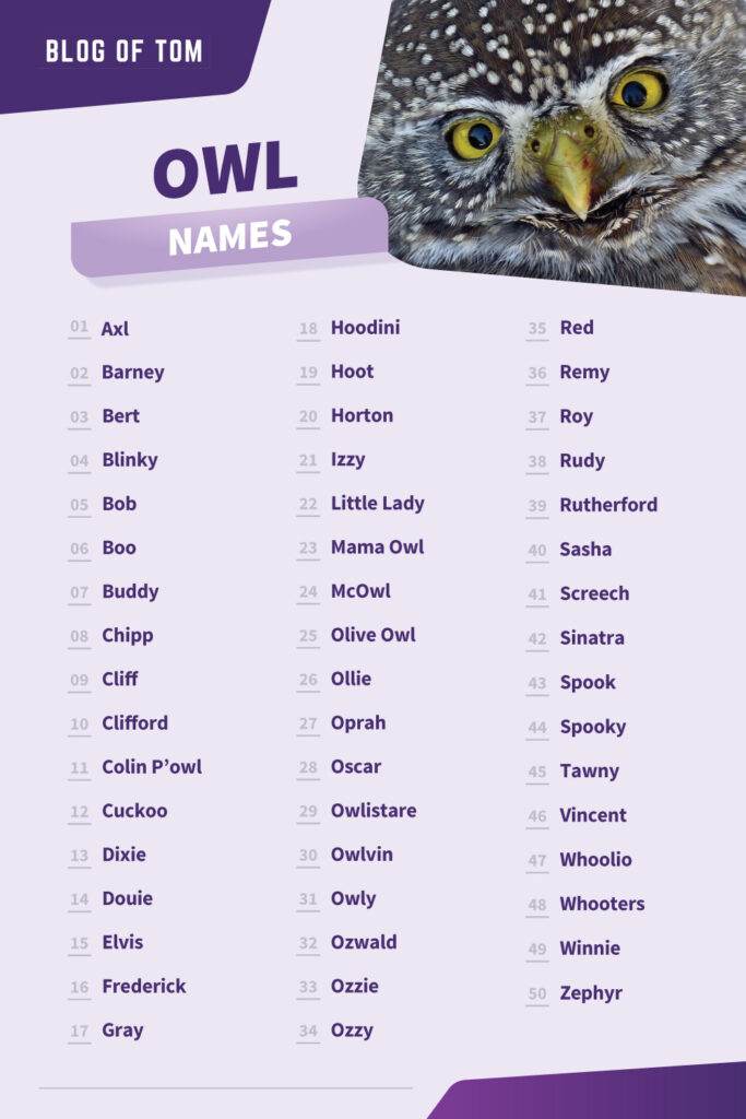 Owl Names Infographic