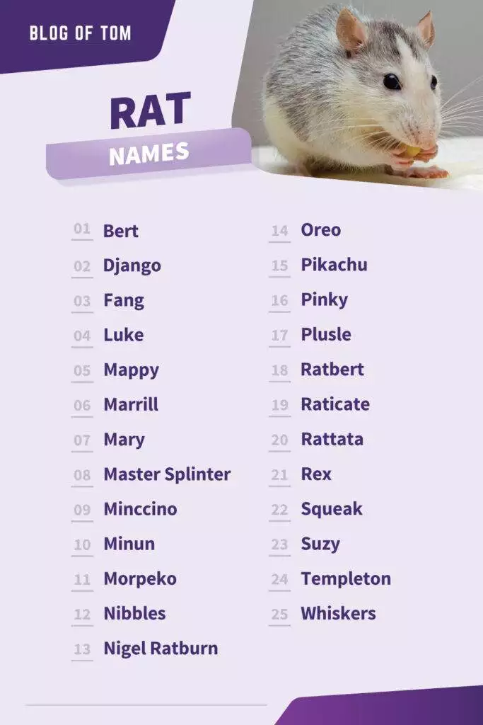 Rat Names Infographic