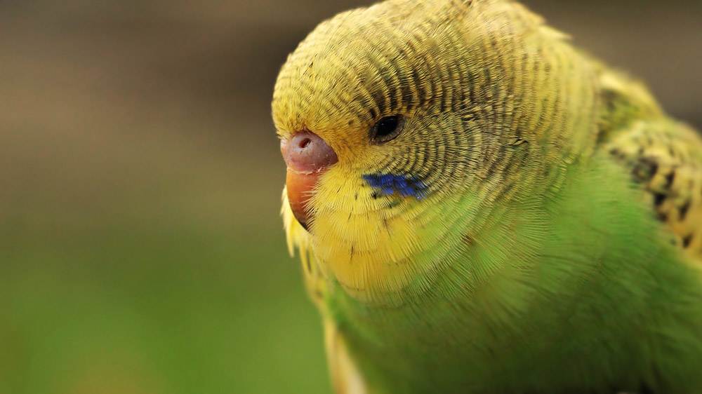 Green and Yellow Budgie