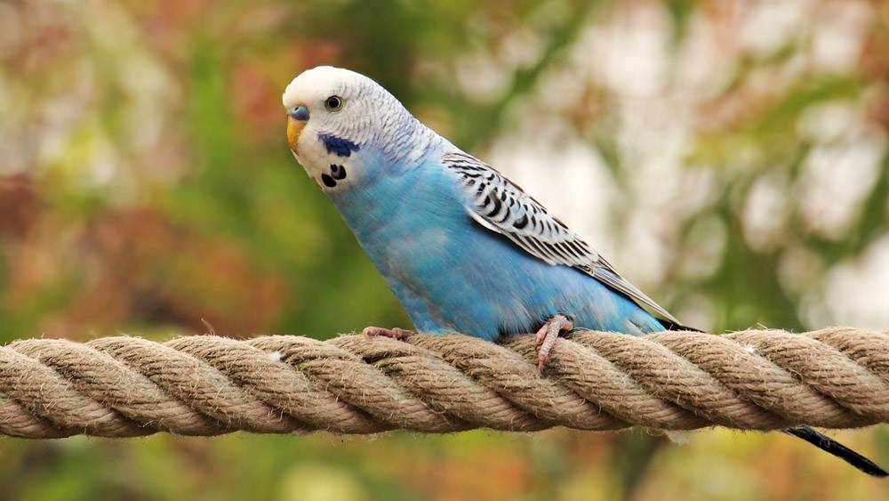 Blue and White Budgie