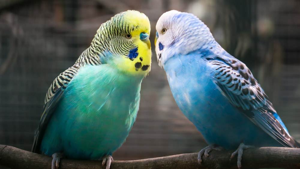 Two Colorful Budgies