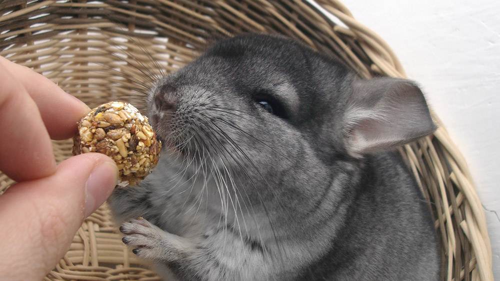 Hungry Gray Chinchilla