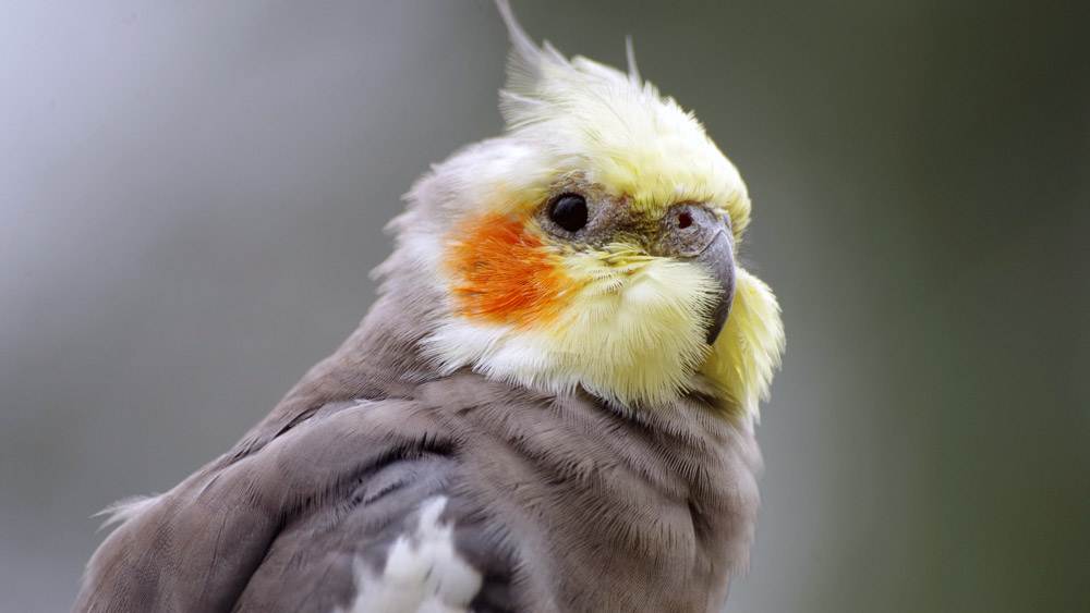Cute Cockatiel