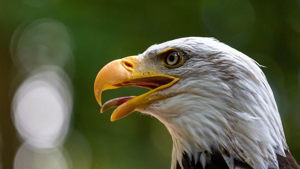 Bald Eagle