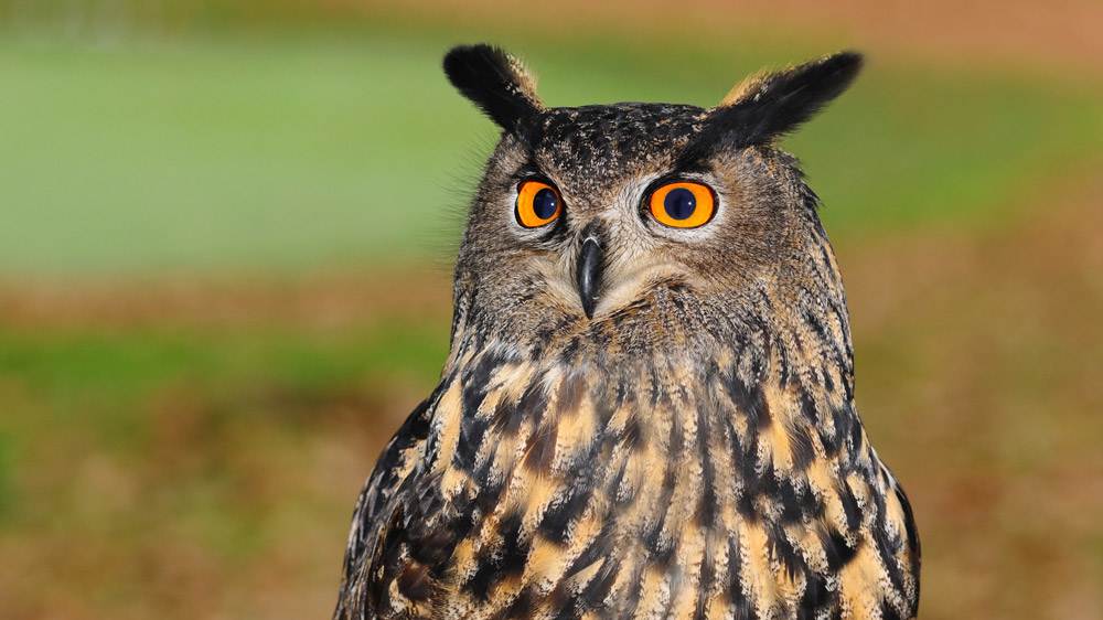 European Eagle Owl