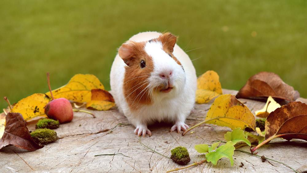 Guinea Pig