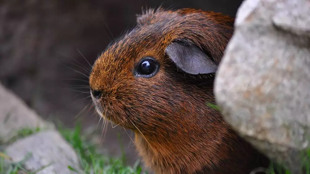 Guinea Pig