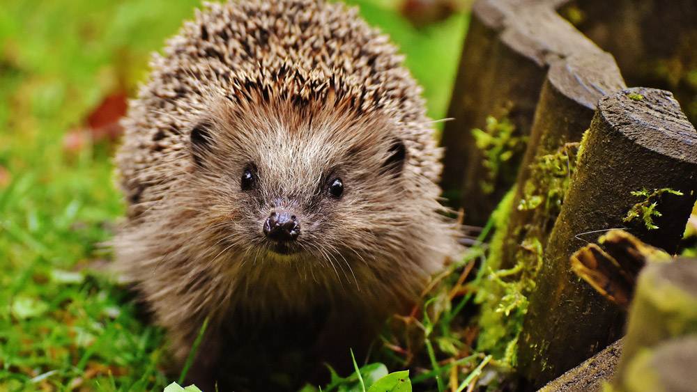 Hedgehog