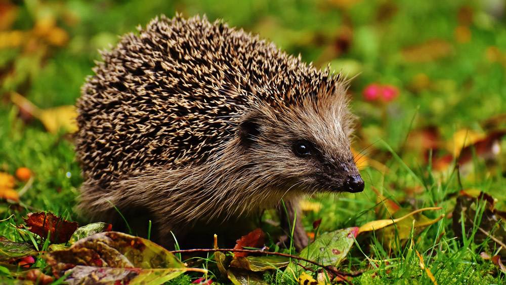 Hedgehog