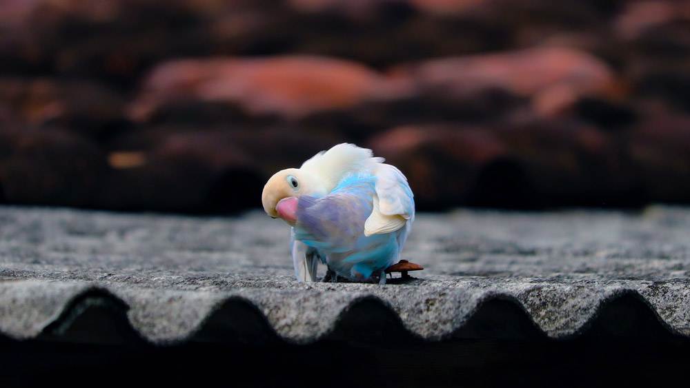 Lovebird