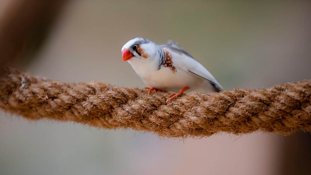 Lovebird