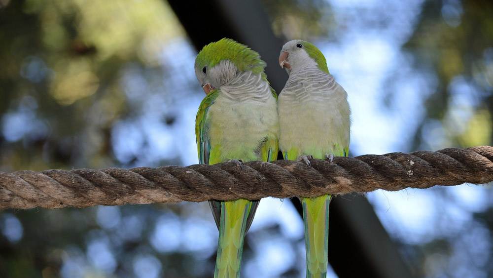 Lovebirds