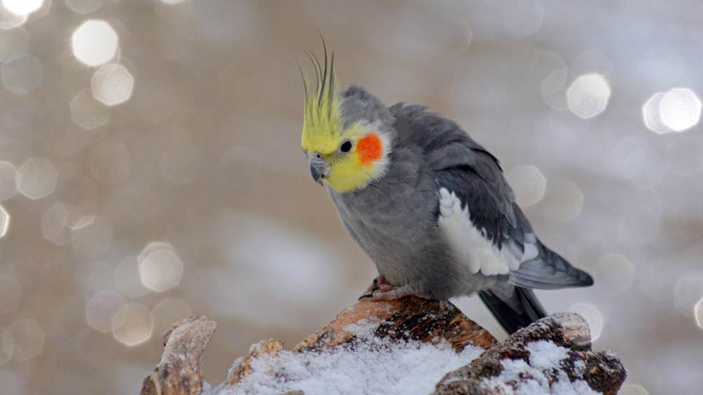 Nymph Bird