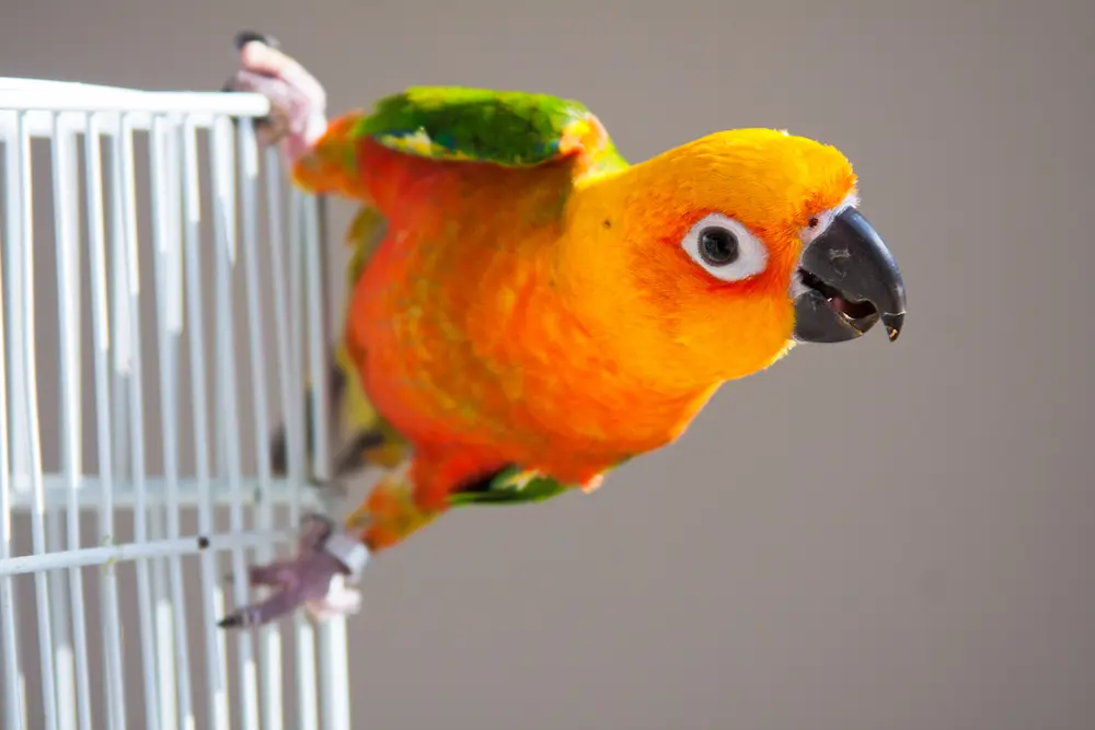 Funny Sun Conure Parrot