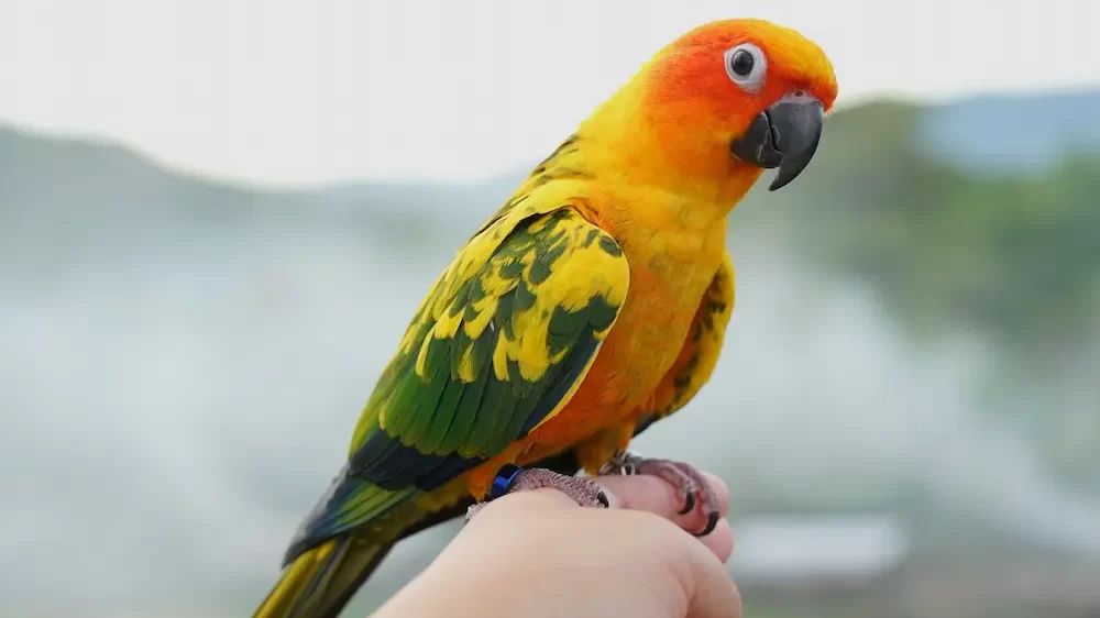 Sun Conure Parrot