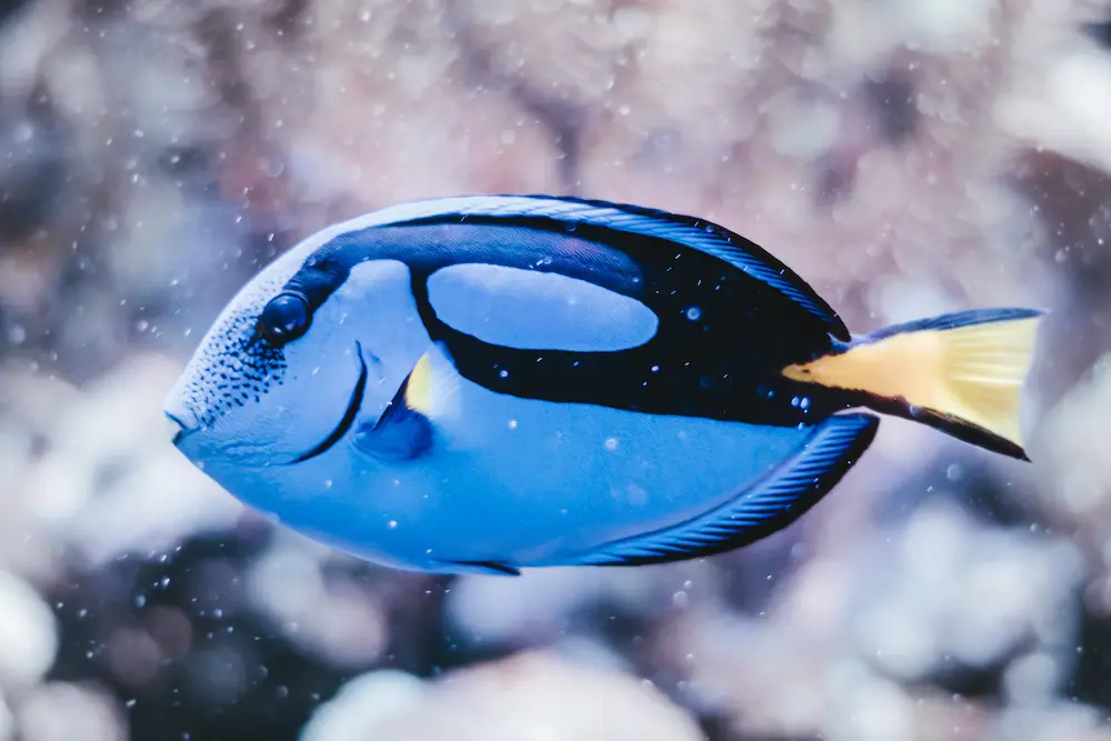 Blue And Yellow Fish