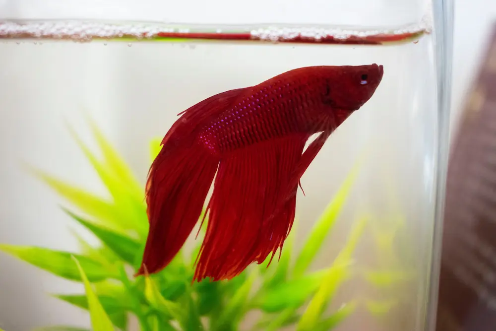 Red Betta Fish