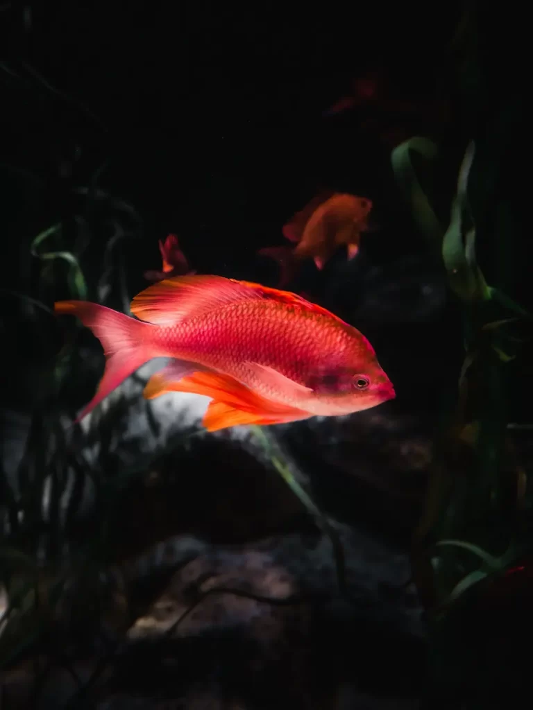 Red Orange And White Fish
