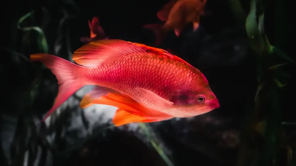 Red Orange And White Fish