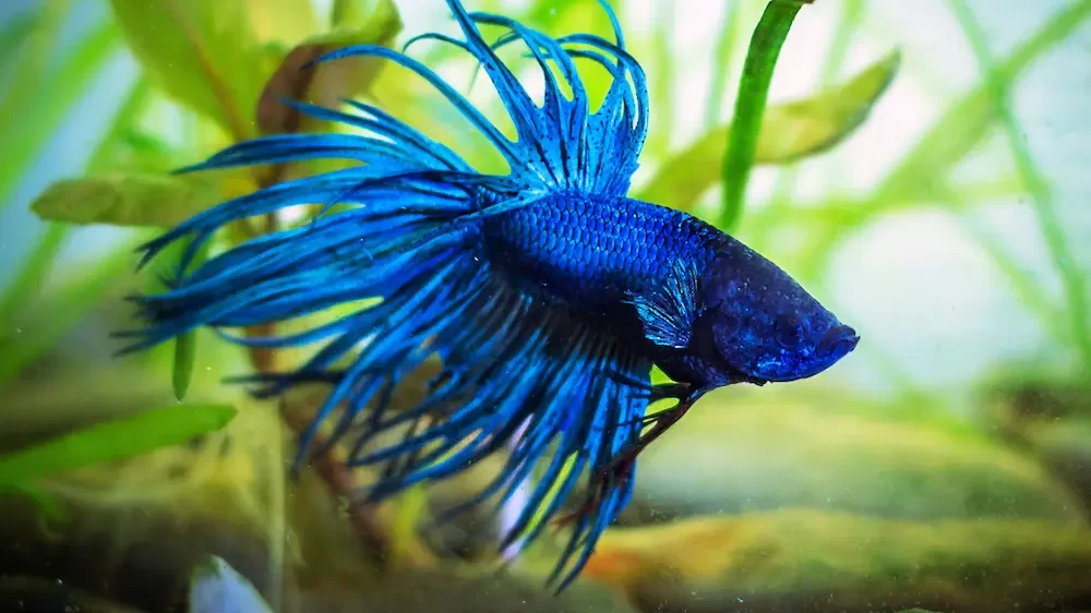 153 Blue Fish Names (BEST Girls & Boys Ideas For 2025!)