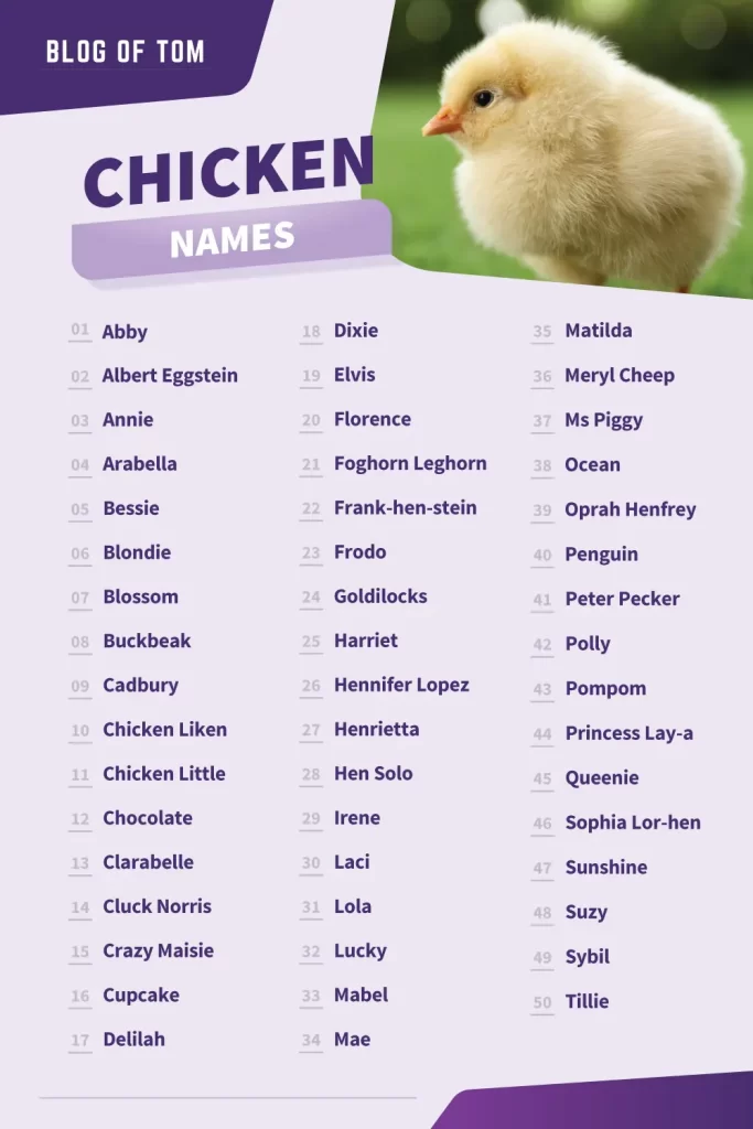 941 Chicken Names (Funny & Cute Girl & Boy Ideas)