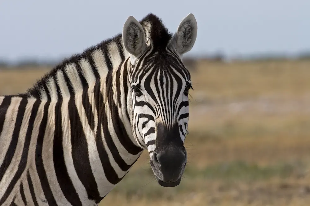 Zebra