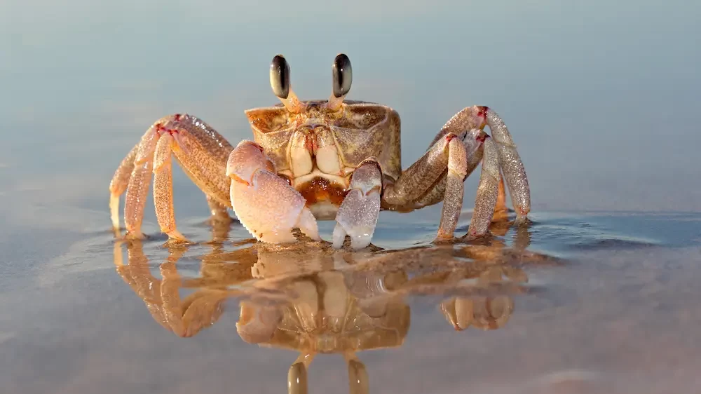 Ghost Crab